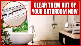 How To Get Rid Of Tiny Black Bugs In Bathroom Quick Methods [upl. by Halvaard205]