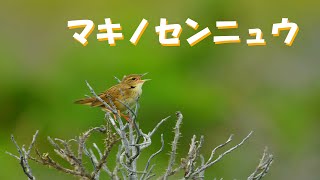 マキノセンニュウの囀りワッカ原生花園 [upl. by Esahc]