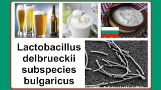 Lactobacillus delbrueckii subspecies bulgaricus [upl. by Fricke400]