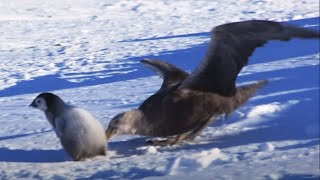 Baby Penguin Dodges Predators  Snow Chick A Penguins Tale  BBC Earth [upl. by Thesda]