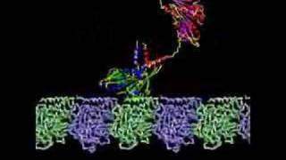 Kinesin Transport Protein [upl. by Katlin]