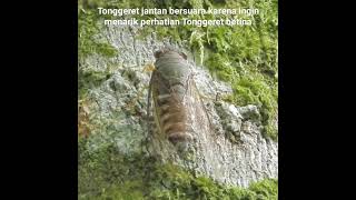 Tonggeret jantan tonggeret nature [upl. by Rossi471]