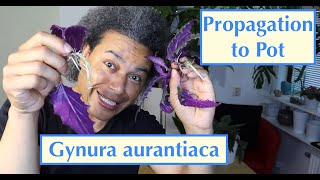 Propagation to Pot  Gynura aurantiaca Purple Passion  Velvet Plant [upl. by Nediarb949]