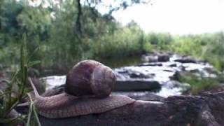 Time Lapse Snail  Compilation [upl. by Emalia987]