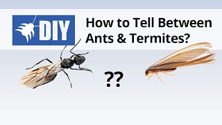 Termites vs Ants  How to Tell the Difference Between Ants amp Termites [upl. by Cass311]