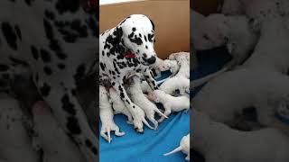 Nature’s Surprise How Dalmatians Are Born Pure and Transform [upl. by Ahseei463]