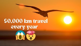 Amazing Facts About Bird Migration That You Didnt Know [upl. by Euqinim491]