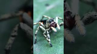 Jumping spider 🇧🇷 Brazil [upl. by Liauqram924]