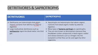 Difference bw Detritivores amp Saprotrophs apbiology ibbiology neetbiology ecology exam [upl. by Zelma]