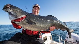 Angeln in Norwegen Großköhler vor Sommarøy Rainer Korn und Sven Klöer [upl. by Placidia316]