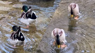 ducks whistling for love🦆🧡duck story [upl. by Helali]