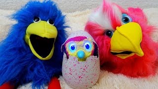 Hatchimals Pengualas Pink Egg Unboxing amp Hatching the Hatchimal [upl. by Jahncke]