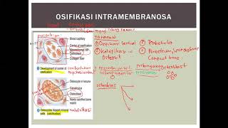 Osifikasi Intramembranosa PART 3 [upl. by Athenian82]