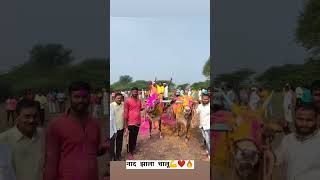 बिनजोडचा बादशाह 👑✌️sharyat bailgada bull comment lover pailwan chanya king [upl. by Moretta]