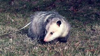 Wild Science Opossum [upl. by Hilten]