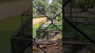 Tiger is roaring and roaming  alipurzoo tiger viralvideo [upl. by Namqul507]