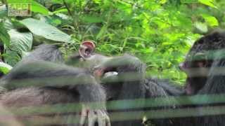 Why Chimpanzees are Victims of the Bushmeat Trade [upl. by Arimak783]