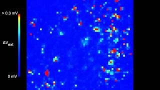 Spiking activity recorded in primary neuronal culture Rat [upl. by Nuahsel]