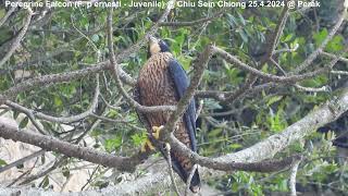 Peregrine Falcon Falco peregrinus ernesti  Juvenile  Chiu S C DSCN6631 [upl. by Joktan]