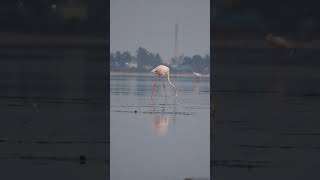 Pazhaverkadu  Pulicat Lake Bird Sanctuary  Flamingos🦩 [upl. by Naihtsirc199]