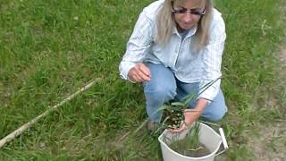 Susan describes propagation of Spirit sweetgrass in detail [upl. by Fromma]