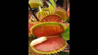 venus fly trap  venus fly trap time lapse  animals shorts science facts [upl. by Nuajed366]