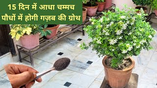 15 दिनों मे आधा चम्मच पौधो मे होगी गज़ब की ग्रोथ  फूल भी भरकर आएँगे  Madhukamini plant care [upl. by Anaili301]