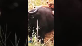 Most Amazing Moments Of Wild Animal 2022  Wild Discovery🙏👍shortvideo [upl. by Konstance]