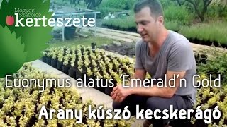 Euonymus fortunei Emeraldn Gold  Arany kúszó kecskerágó  Megyeri Kertészet Szeged [upl. by Aihsi633]