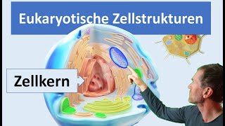 Eukaryotische Zellen Pflanzenzelle und Tierzelle mit ihren wichtigsten Zellstrukturen Organellen [upl. by Ahsii]