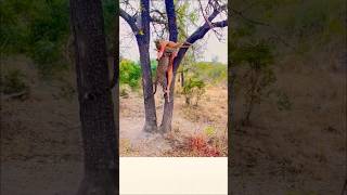 Leopard vs deer in wildlife Africa  savannah wildlife lion animals shorts [upl. by Ardella404]