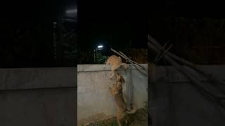 Two Dogs Awesome Animal Dubbing laxmikantbhise comedy funny shorts [upl. by Darsie596]