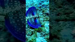 Flying Gurnard The Ocean’s Walking Wonder [upl. by Teague826]