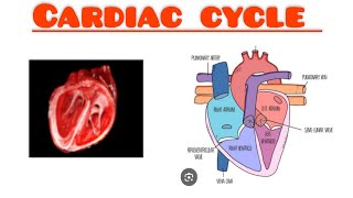 Cardiac cycle  Short notes on cardiac cycle [upl. by Accisej]