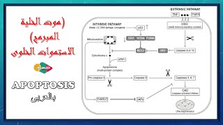 بالعربى Apoptosis  الاستموات الخلوى [upl. by Edwin]