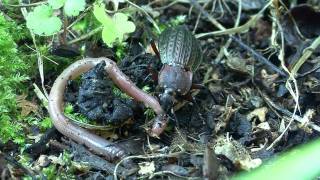 Carabus cancellatus [upl. by Asiar]