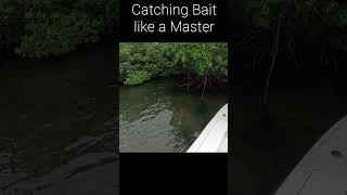 How to Catch Live Bait like a master [upl. by Annairda191]