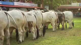 FERIA DE AZUERO No3  BRAHMAN [upl. by Auqkinahs]