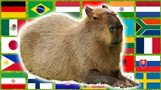 Capybara in 70 Languages Meme [upl. by Enilrad]