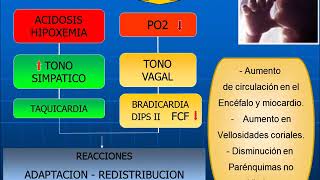 SUFRIMIENTO FETAL AGUDO SFA [upl. by Caasi]