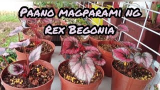 Rex Begonia Successful Leaf Propagation [upl. by Kelton]