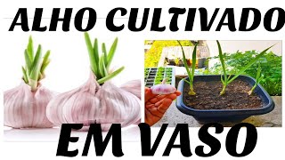 COMO PLANTAR ALHO EM VASO [upl. by Erreip242]