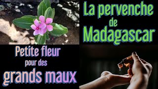 La pervenche de Madagascar et ses bienfaits  petite fleur pour de grands maux [upl. by Orola]