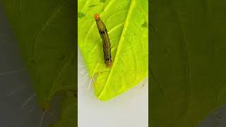 A MOTH CATERPILLAR moth caterpillar [upl. by Kiernan112]