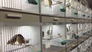 LED lights in Gloster canary breeding cages wwwAvicultuurLEDnl [upl. by Haggar]