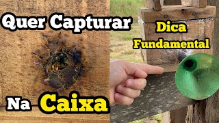 🔥DICA ESPECIAL PRA CAPTURAR ABELHA JATAÍ DIRETO NA CAIXA… [upl. by Imeon]