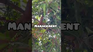 Dieback disease of mango trendingshorts viralshort [upl. by Loriner]