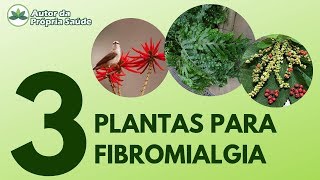 As 3 MELHORES PLANTAS que eu conheço para TRATAR FIBROMIALGIA [upl. by Eimmak930]