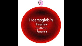 Part 3 Haemoglobin  Structure Synthesis Types and Function [upl. by Latoyia]