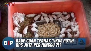 Kisah Ida Bagus Raup Cuan dari Ternak Tikus Putih  BIP 1510 [upl. by Acinna]